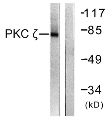 Western blot - Anti-PKC zeta antibody (AB59364)
