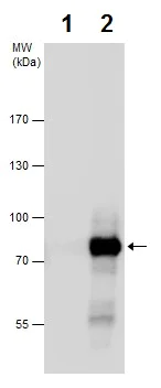 Immunoprecipitation - Anti-PKC zeta antibody - C-terminal (AB226772)