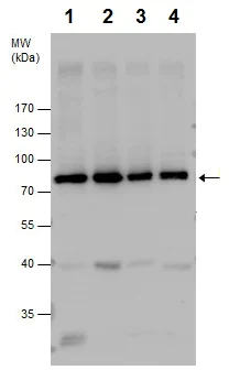 Western blot - Anti-PKC zeta antibody - C-terminal (AB226772)