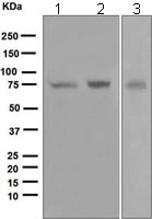 Western blot - Anti-PKC zeta antibody [EP1490(2)] (AB108970)