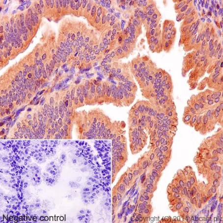 Immunohistochemistry (Formalin/PFA-fixed paraffin-embedded sections) - Anti-PKC zeta (phospho T410) + PKC iota (phospho T412) antibody [EP1491Y] (AB76129)