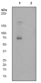 Western blot - Anti-PKC zeta (phospho T410) + PKC iota (phospho T412) antibody [EP1491Y] - BSA and Azide free (AB247446)