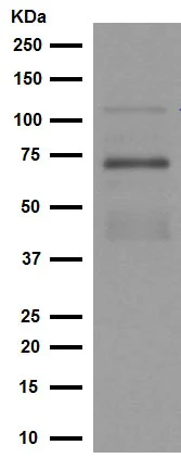 Western blot - Anti-PKC zeta (phospho T410) + PKC iota (phospho T412) antibody [EP1491Y] - BSA and Azide free (AB247446)