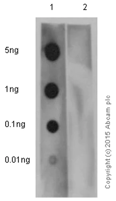 Dot Blot - Anti-PKC zeta (phospho T560) antibody [EP2037AY] (AB62372)