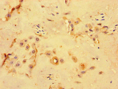Immunohistochemistry (Formalin/PFA-fixed paraffin-embedded sections) - Anti-PKD1L3 antibody (AB234670)