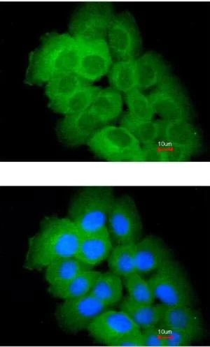 Immunocytochemistry/ Immunofluorescence - Anti-PKE antibody (AB153917)