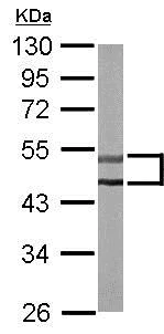 Western blot - Anti-PKE antibody (AB153917)