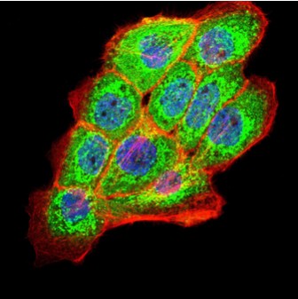 Immunocytochemistry/ Immunofluorescence - Anti-PKHD1 antibody [8G12A1] (AB204951), expandable thumbnail