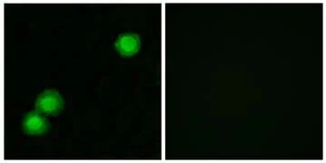 Immunocytochemistry/ Immunofluorescence - Anti-PKIB antibody (AB196689)