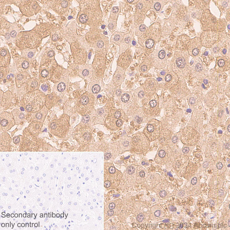 Immunohistochemistry (Formalin/PFA-fixed paraffin-embedded sections) - Anti-PKLR antibody [EPR11093] - BSA and Azide free (AB249648)