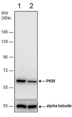 Western blot - Anti-PKM antibody (AB137791)