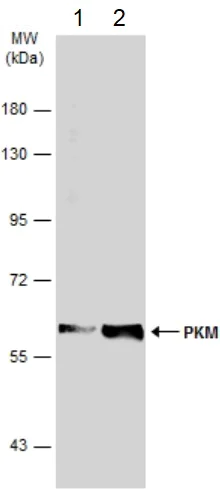 Western blot - Anti-PKM antibody (AB137791)