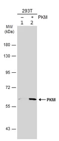 Western blot - Anti-PKM antibody (AB137852)