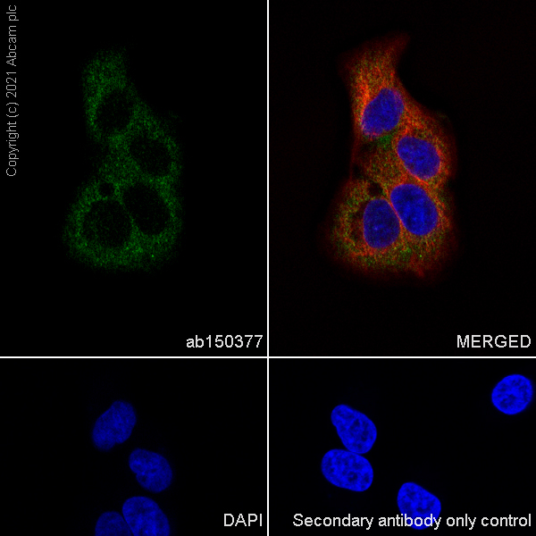 Immunocytochemistry/ Immunofluorescence - Anti-PKM antibody [EPR10138(B)] (AB150377), expandable thumbnail