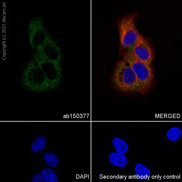 Immunocytochemistry/ Immunofluorescence - Anti-PKM antibody [EPR10138(B)] - BSA and Azide free (AB206129)