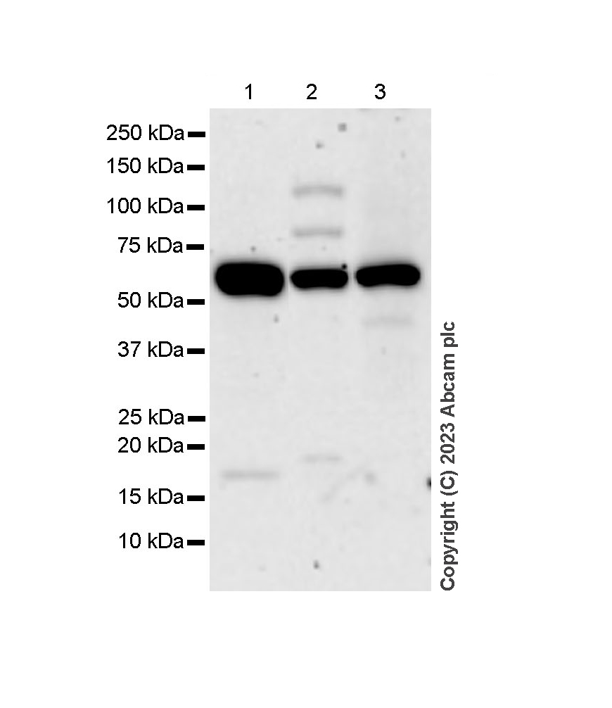 Western blot - Anti-PKM antibody [EPR10139] (AB154816), expandable thumbnail
