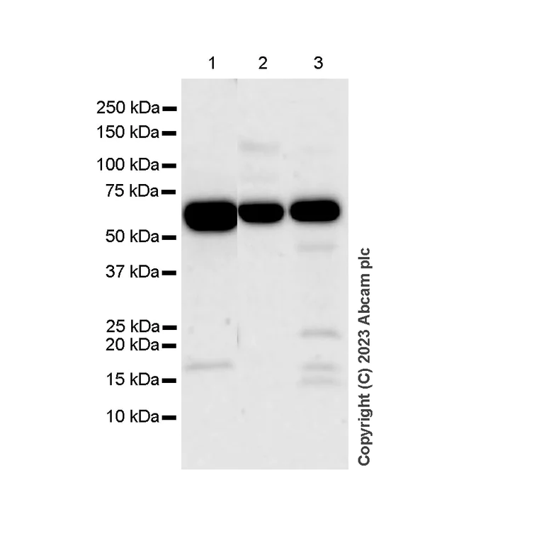 Western blot - Anti-PKM antibody [EPR10139] (AB154816)