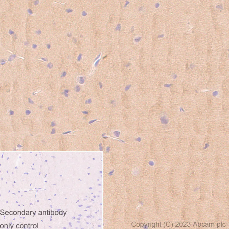 Immunohistochemistry (Formalin/PFA-fixed paraffin-embedded sections) - Anti-PKM antibody [EPR10139] - BSA and Azide free (AB206130)