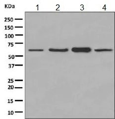 Western blot - Anti-PKM antibody [EPR10139] - BSA and Azide free (AB206130)