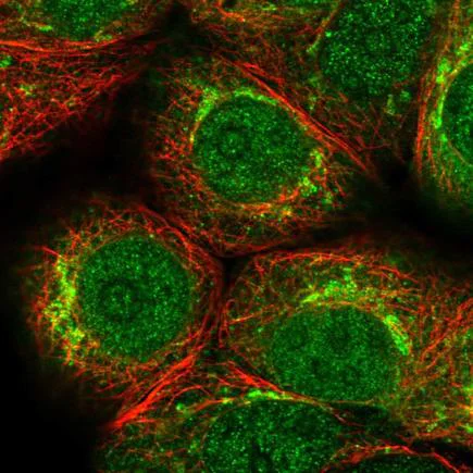 Immunocytochemistry/ Immunofluorescence - Anti-PKMYT1 antibody (AB221738)