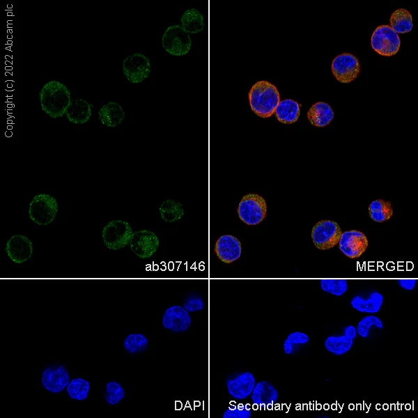 Immunocytochemistry/ Immunofluorescence - Anti-PKMYT1 antibody [EPR27155-51] (AB307146)