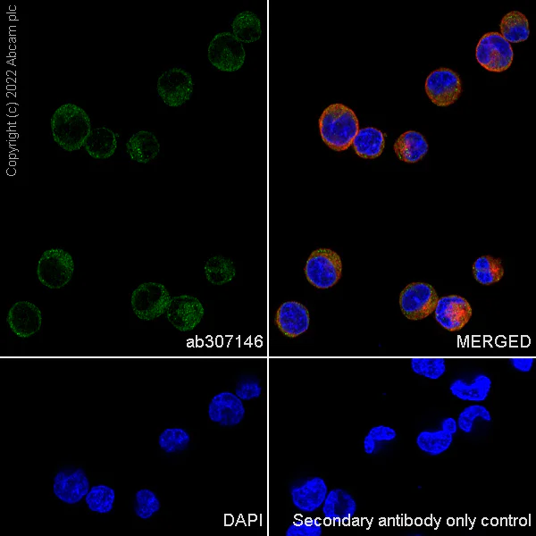 Immunocytochemistry/ Immunofluorescence - Anti-PKMYT1 antibody [EPR27155-51] - BSA and Azide free (AB307147)