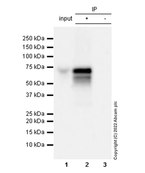 Immunoprecipitation - Anti-PKMYT1 antibody [EPR27155-51] - BSA and Azide free (AB307147)