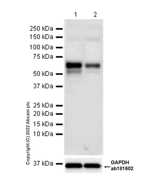 Western blot - Anti-PKMYT1 antibody [EPR27155-51] - BSA and Azide free (AB307147)