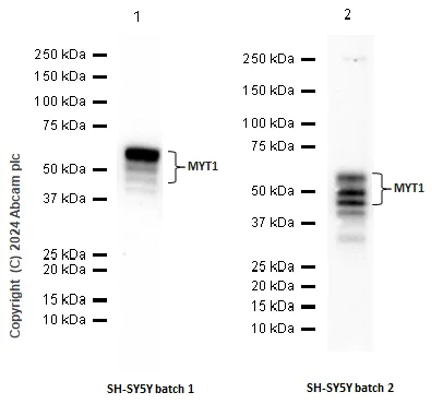 Western blot - Anti-PKMYT1 antibody [EPR27155-51] - BSA and Azide free (AB307147)