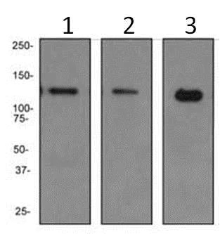 Western blot - Anti-PKN antibody [EPR3238] - BSA and Azide free (AB247726)