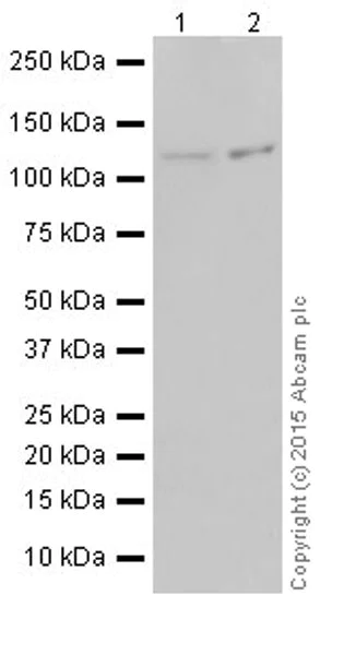 Western blot - Anti-PKN1 antibody [EPR18808] - BSA and Azide free (AB251202)