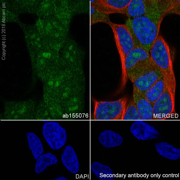 Immunocytochemistry/ Immunofluorescence - Anti-PKN3 antibody [EPR3511(2)] (AB155076)
