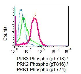Flow Cytometry (Intracellular) - Anti-PKN3 (phospho T718) + PRK1 (phospho T774) + PKN2 (phospho T816) antibody [EPR5671] (AB124709)