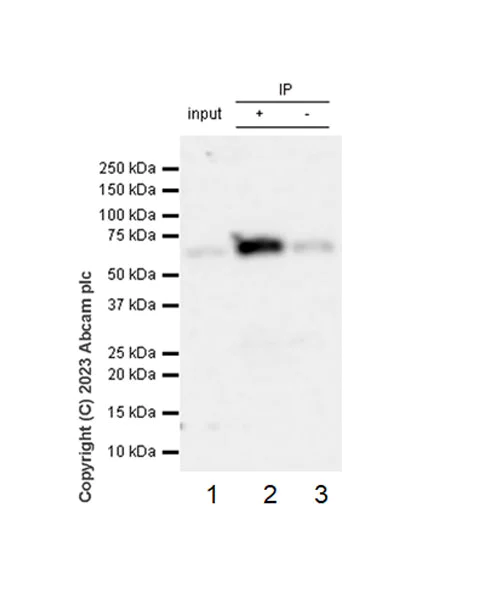 Immunoprecipitation - Anti-PKR antibody [EPR19374] (AB184257)