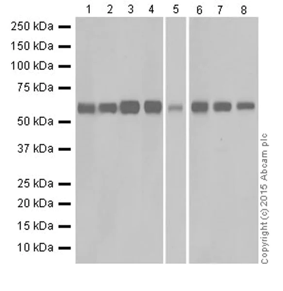 Western blot - Anti-PKR antibody [EPR19374] (AB184257)