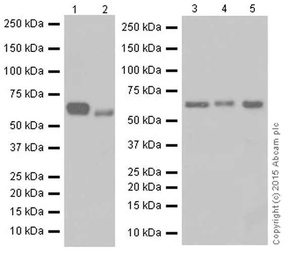 Western blot - Anti-PKR antibody [EPR19374] (AB184257)
