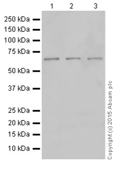Western blot - Anti-PKR antibody [EPR19374] (AB184257)