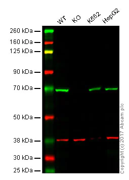 Western blot - Anti-PKR antibody [EPR19374] (AB184257)
