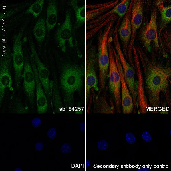 Immunocytochemistry/ Immunofluorescence - Anti-PKR antibody [EPR19374] - BSA and Azide free (AB224887)