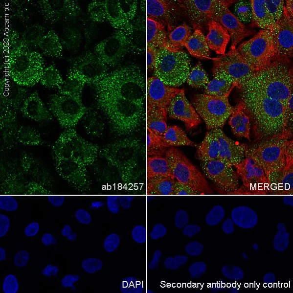 Immunocytochemistry/ Immunofluorescence - Anti-PKR antibody [EPR19374] - BSA and Azide free (AB224887)
