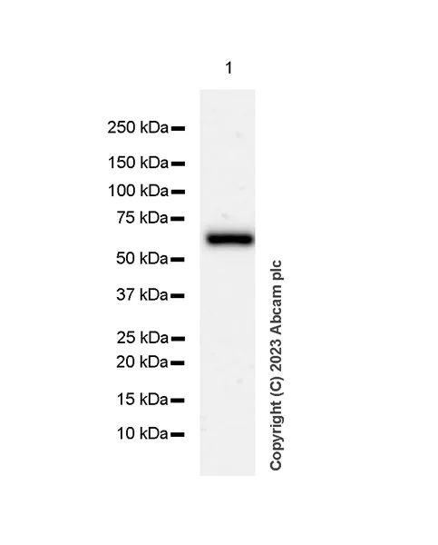 Western blot - Anti-PKR antibody [EPR19374] - BSA and Azide free (AB224887)