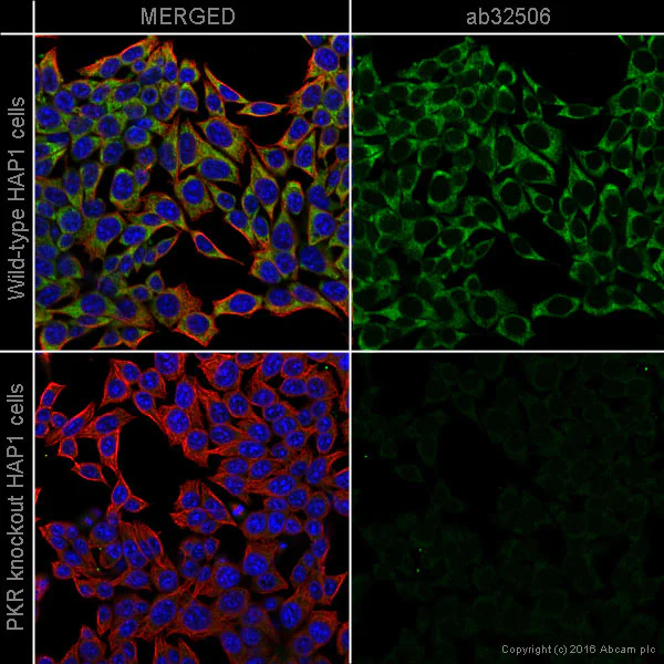 Immunocytochemistry/ Immunofluorescence - Anti-PKR antibody [Y117] - BSA and Azide free (AB239817)
