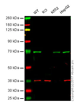 Western blot - Anti-PKR antibody [YE350] (AB32052)