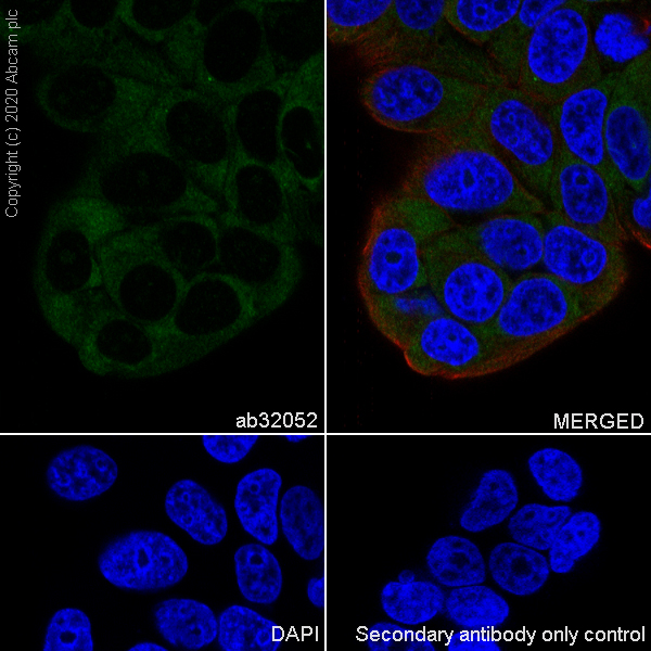 Immunocytochemistry/ Immunofluorescence - Anti-PKR antibody [YE350] - BSA and Azide free (AB239799)