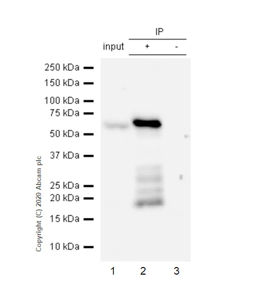 Immunoprecipitation - Anti-PKR antibody [YE350] - BSA and Azide free (AB239799)