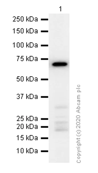 Western blot - Anti-PKR antibody [YE350] - BSA and Azide free (AB239799)