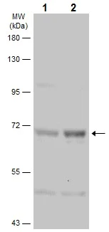 Western blot - Anti-PKR (phospho T446) antibody (AB226852)