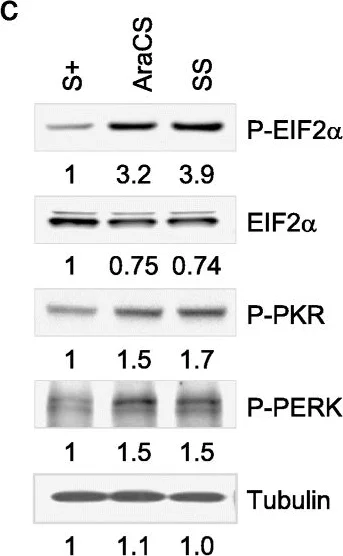 Western blot - Anti-PKR (phospho T446) antibody [E120] (AB32036)