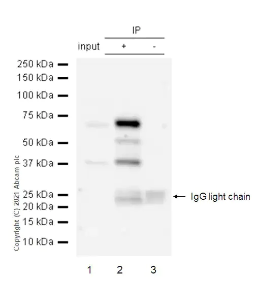 Immunoprecipitation - Anti-PKR (phospho T446) antibody [E120] - BSA and Azide free (AB220801)