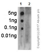 Anti-PKR (phospho T451) antibody [EPR2152Y]